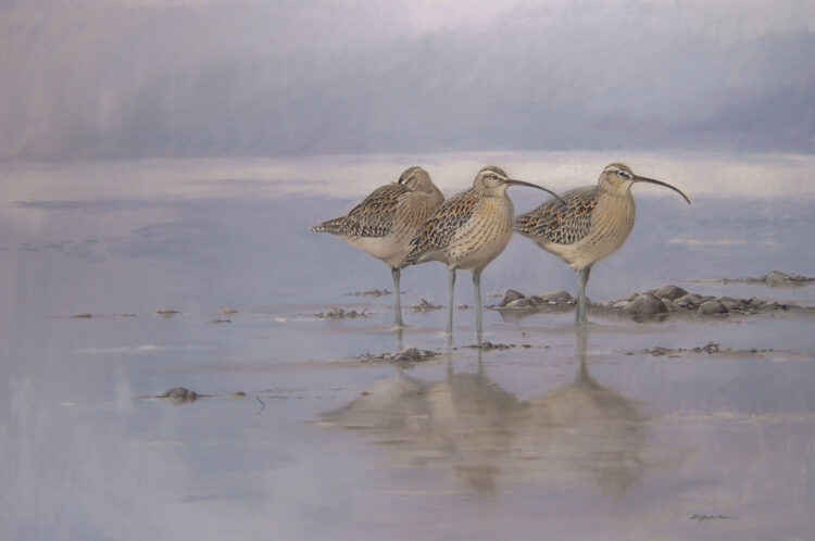 Three Curlew